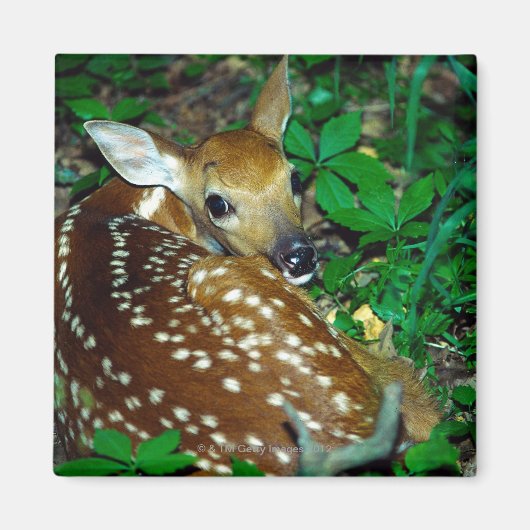 24114390 マグネット (正面)