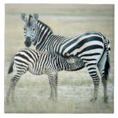 24114480 タイル (正面)