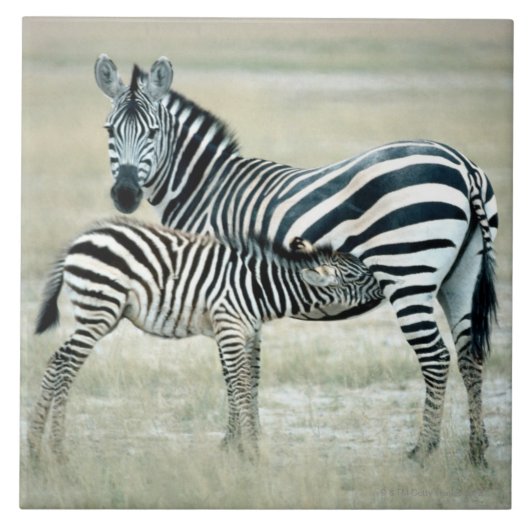 24114480 タイル (正面)