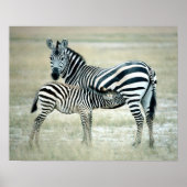 24114480 ポスター (正面)