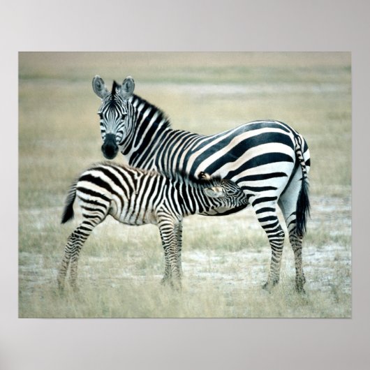 24114480 ポスター (正面)