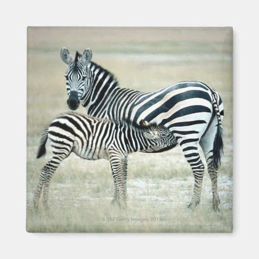 24114480 マグネット (正面)