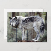 24114488 ポストカード (正面/裏面)