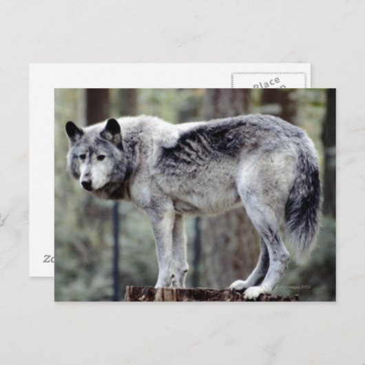 24114488 ポストカード (正面/裏面)