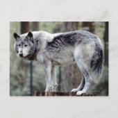 24114488 ポストカード (正面)