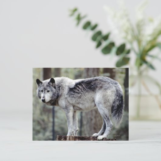 24114488 ポストカード (スタンド正面)