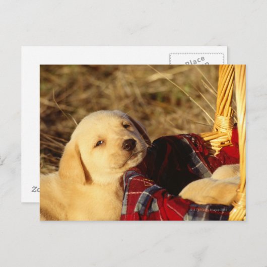 24117967 ポストカード (正面/裏面)