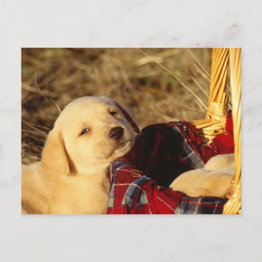 24117967 ポストカード (正面)