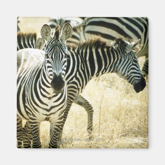 24123844 マグネット (正面)