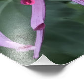 24"x24" Chrysanthemum フォトプリント (角)