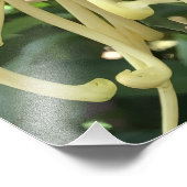 24"x24" Chrysanthemum フォトプリント (角)