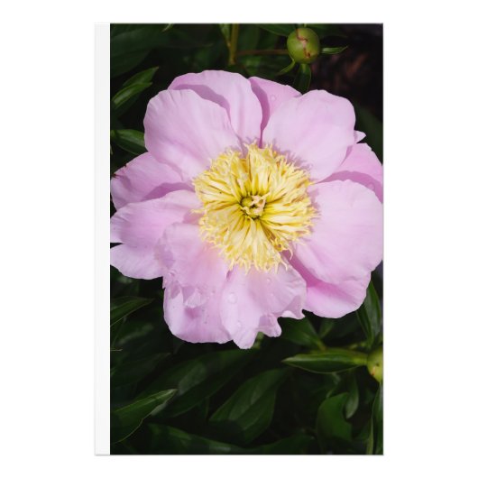 24"x36" ピンクの芍薬 フォトプリント            (正面)