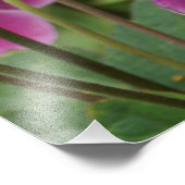 24"x36"ピンクアノネス フォトプリント            (角)