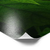 24"x36" Oakleaf Hydrangea フォトプリント (角)