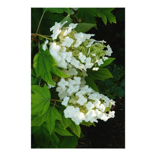 24"x36" Oakleaf Hydrangea フォトプリント (正面)