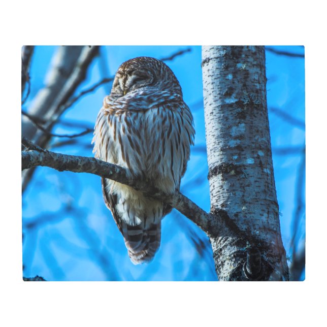 24 x 20メタルウォールアートに定住 メタルプリント (正面)