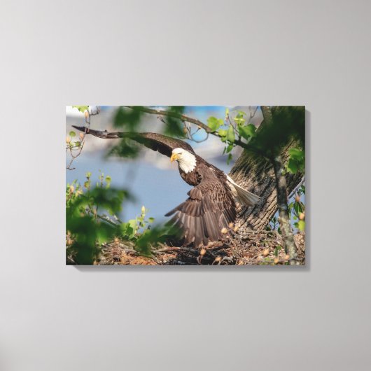 24x16ハゲ離れワシの巣 キャンバスプリント (正面)