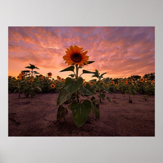 24x18ウォールポスター ポスター (正面)