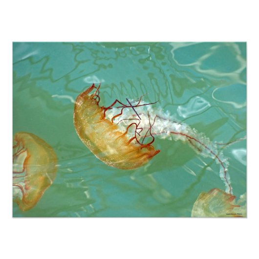 24X18シーネットルクラゲ フォトプリント (正面)