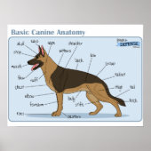 24x18 Canine Anatomy ポスター (正面)