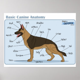 24x18 Canine Anatomy ポスター