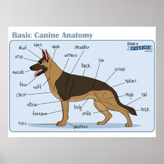 24x18 Canine Anatomy ポスター (正面)