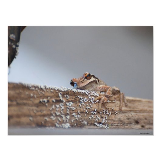 24X18 Content Pacific Tree Frog is on Lichen フォトプリント (正面)