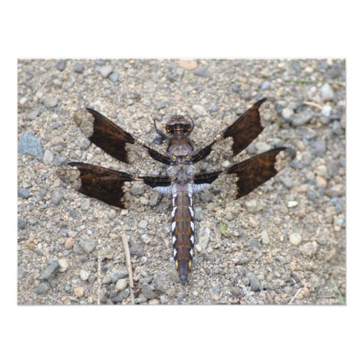 24X18 Dragonfly – 白い尾 フォトプリント (正面)