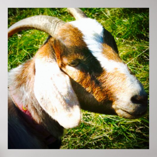 24x24マットポスター。ヤギ。パーソナライズ！ ポスター (正面)