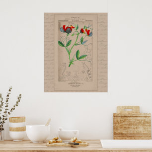 24X30植物性フランスのイラストレーションスイートピー ポスター