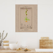 24X30 フランスの植物画 スパイダーオーキッド ポスター (キッチン)