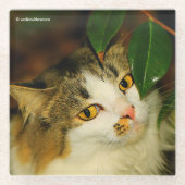 264.お洒落ネコと椿 ガラスコースター (正面)