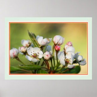 28インチx 20インチ、バリューポスター紙（マット） ポスター