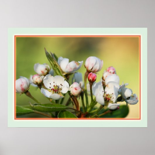 28インチx 20インチ、バリューポスター紙（マット） ポスター (正面)