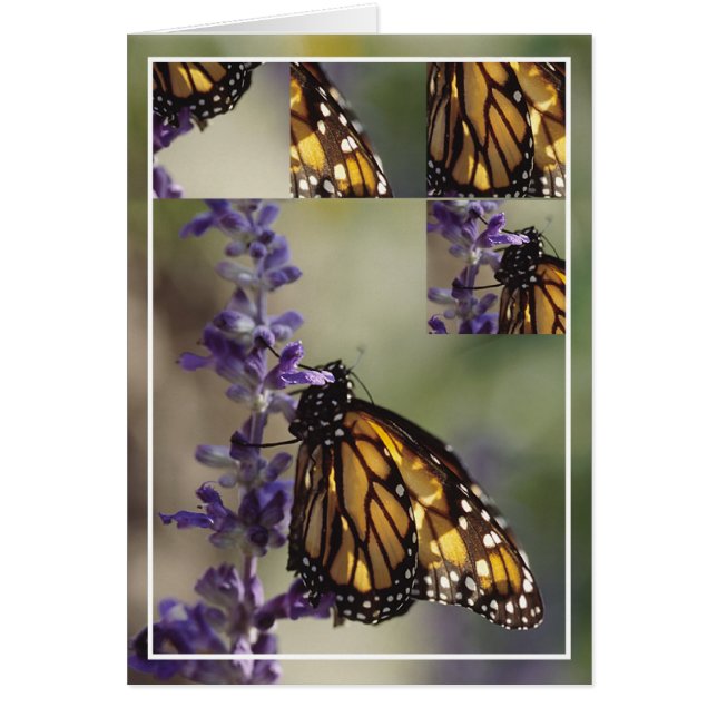 2812バタフライモンタージュ (正面)