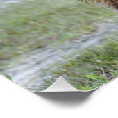 28x18.67白熊の光沢ポスター ポスター (コーナー)