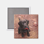 29週ブラックラボ マグネット (正面/裏面)