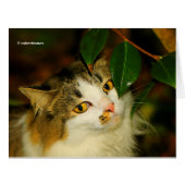 296.お洒落ネコと椿 (正面横)