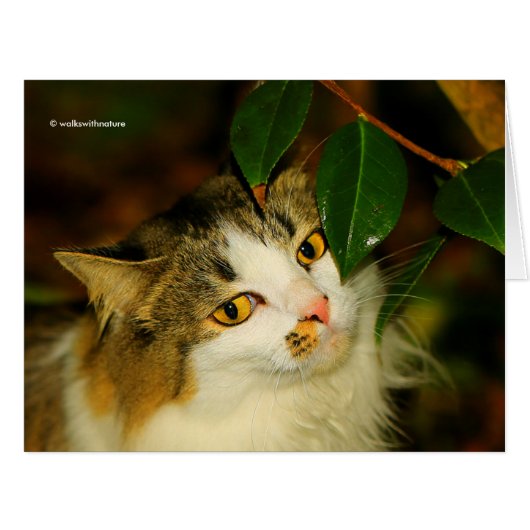 296.お洒落ネコと椿 (正面横)