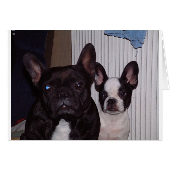2 フランスの bulldogs.png (正面横)