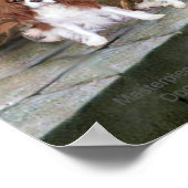 2 Blenheim Cavalier King Charlesとのアコレード ポスター (角)