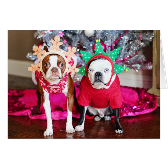 2 BostonTerriers (正面横)