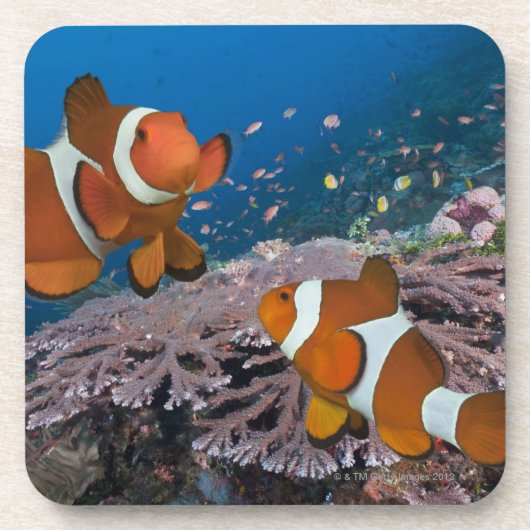 2 Clownfish コースター (正面)
