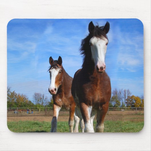 2 Clydesdalesのmousepad マウスパッド (正面)