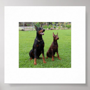 2 dobies.png ポスター
