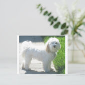 2 Havanese full.png ポストカード (スタンド正面)