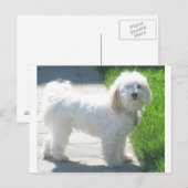 2 Havanese full.png ポストカード (正面/裏面)