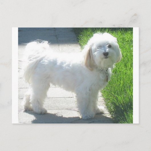 2 Havanese full.png ポストカード (正面)