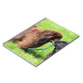 2 newfies.png ノートブック (左側)