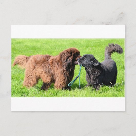 2 newfies.png ポストカード (正面)